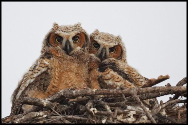 Bob Adams "Siblings, Great Horned Owlets"