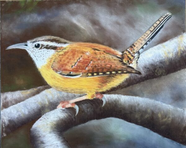 Denise Boisvert "Carolina Wren"