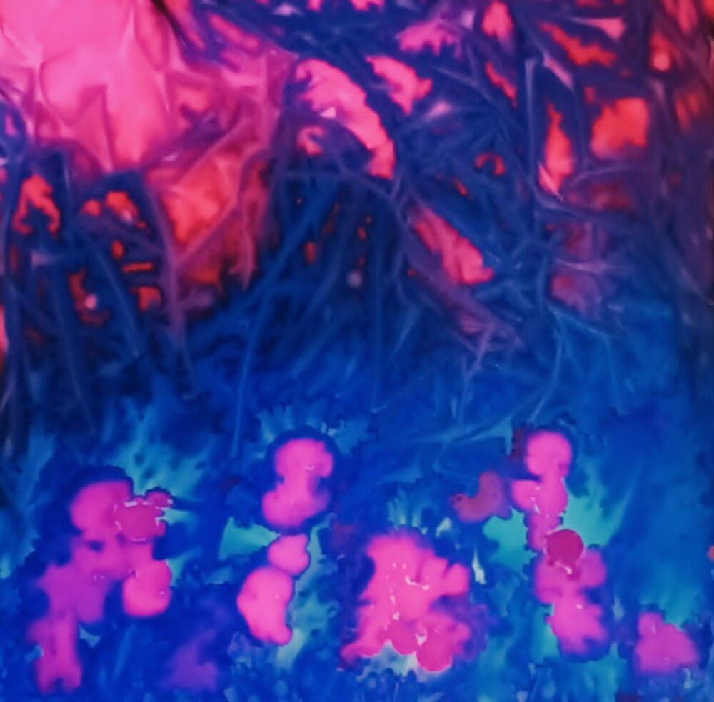 Michelle Oconis "Lungwort (Latin Genus: Pulmonaria)