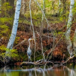 Thomas Wojick "Great Blue on Log"