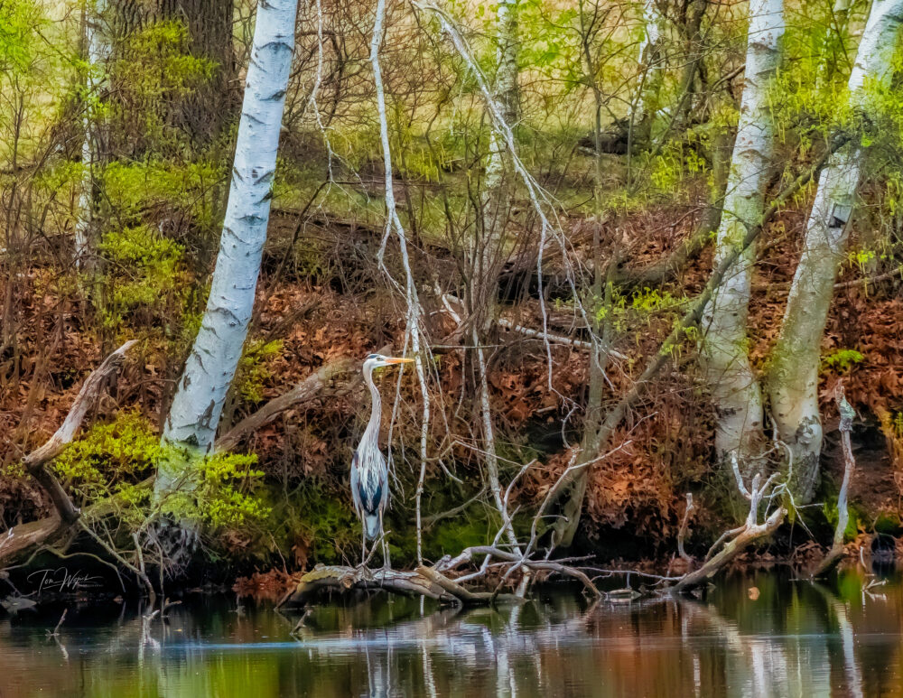 Thomas Wojick "Great Blue on Log"