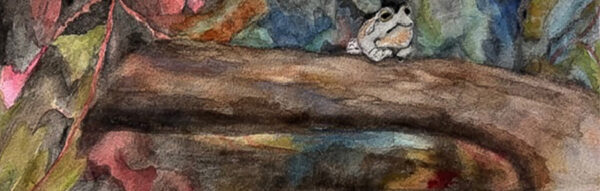 Denise Yordy "Wee Tree Frog"