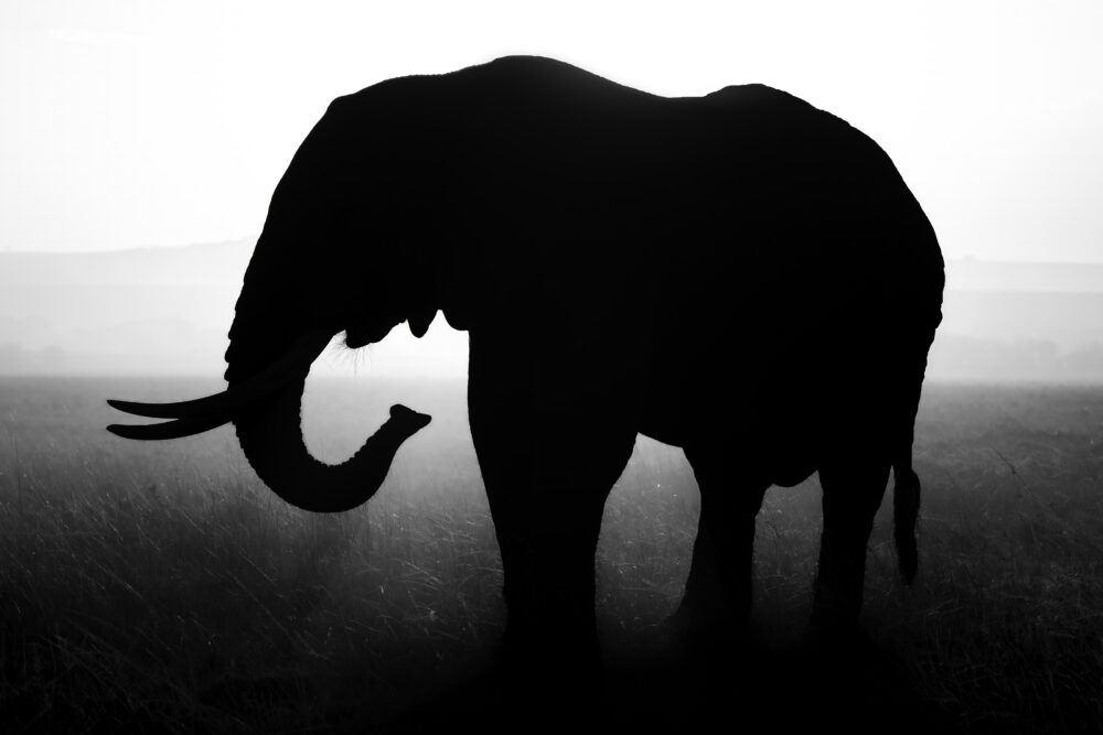 Jim Borrebach "Elephant Queen"