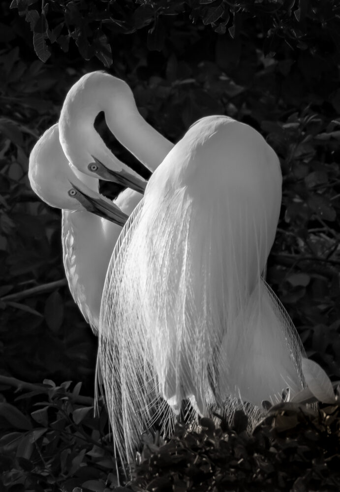 Jim Borrebach "Deux Amoureux"