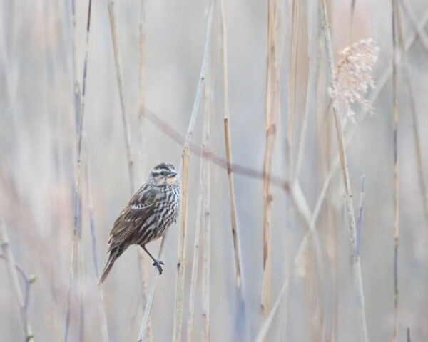Carol Archambault "Harbinger of Spring"
