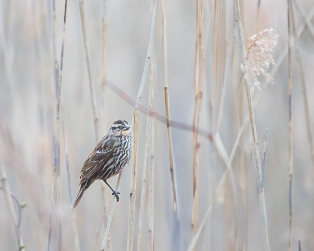 Carol Archambault "Harbinger of Spring"