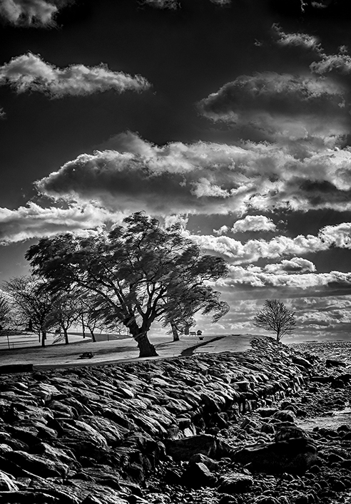 Jean Duffy "Windswept"