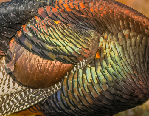 turkey-feathers-wickfordart