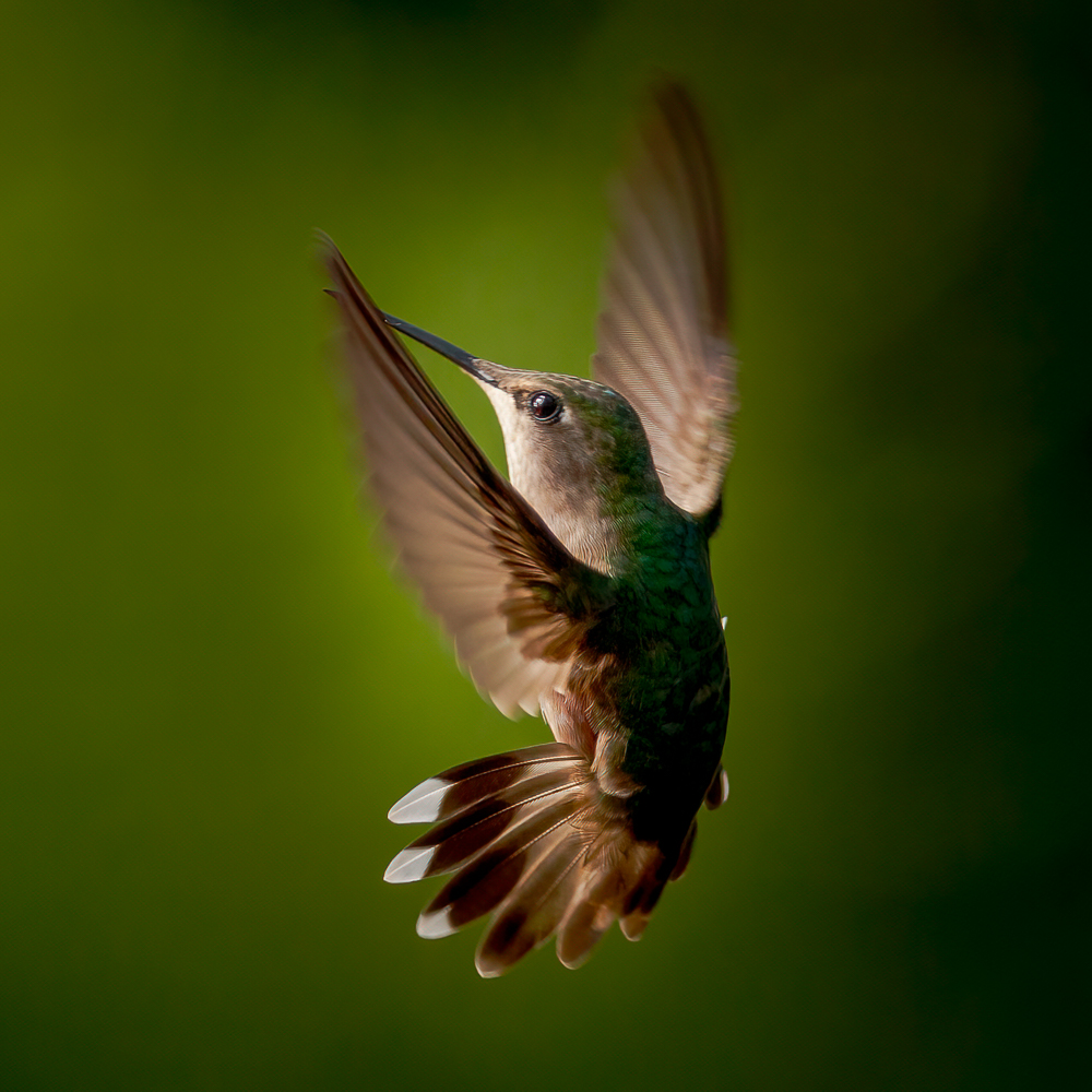 Female Ruby-throated Hummingbird by Brian Nieves, Archival Grade Photography
