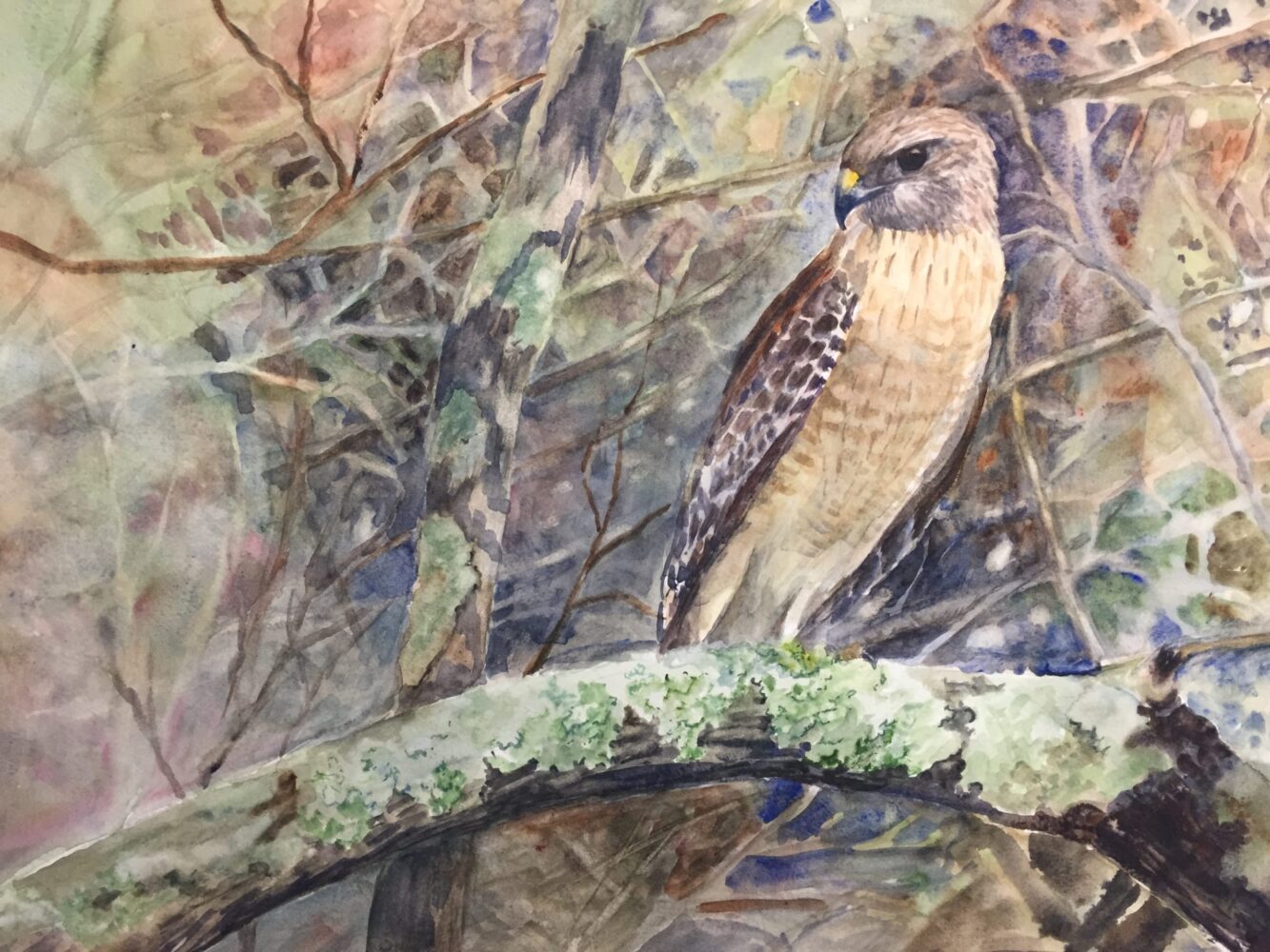 Hawk – On Watch by Frances Topping, Watercolor