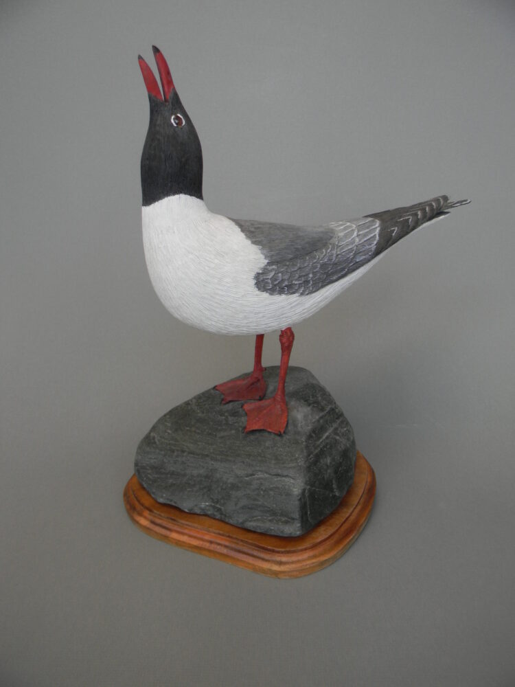 Laughing Gull by Peter Bowe, Basswood Sculpture