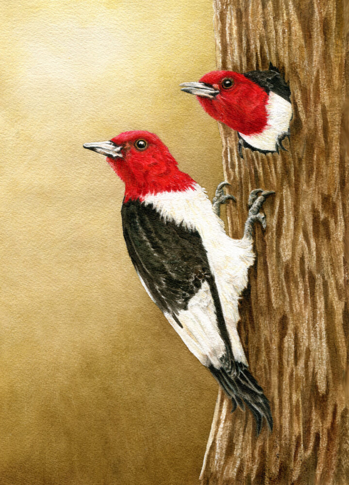 Red-Headed Woodpeckers by Cate McCauley, Watercolor