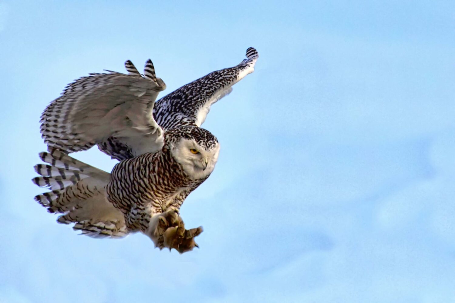 Snowy Owl by Tom Wojick, Photography