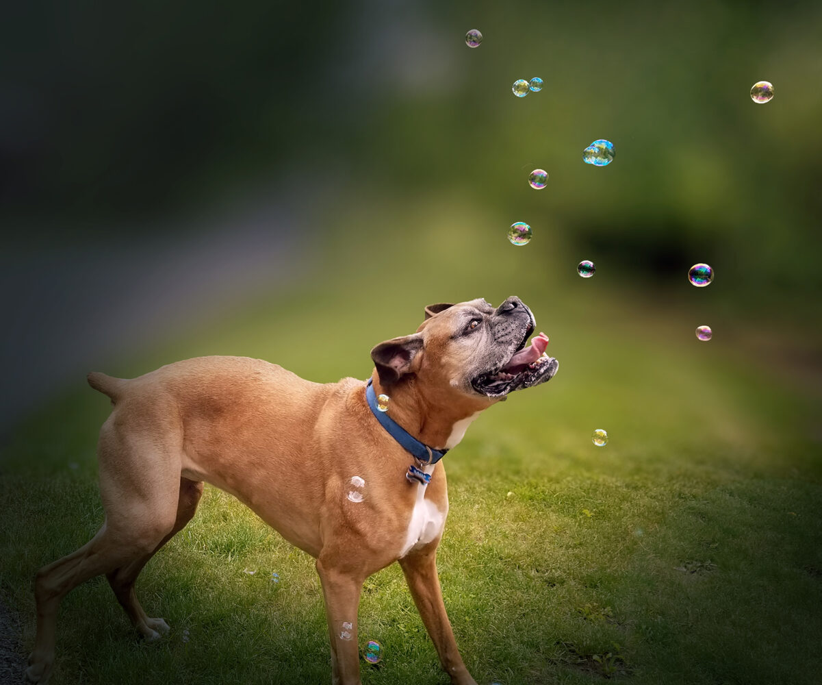 The Joy of Bubbles by Michael Quan, Photography