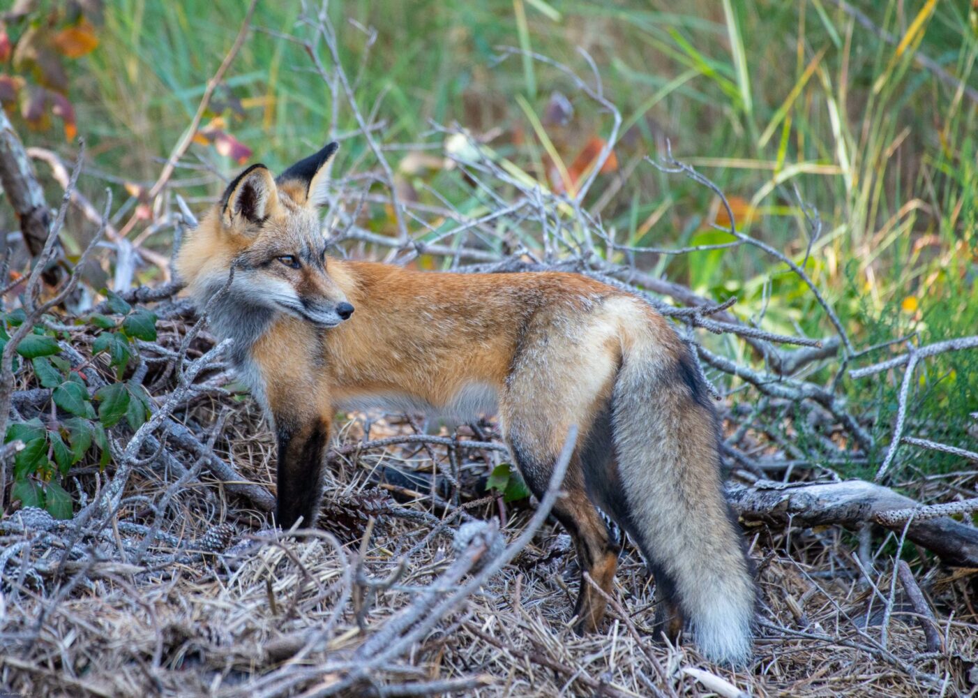 Wary Fox by Carol Archambault, Photography
