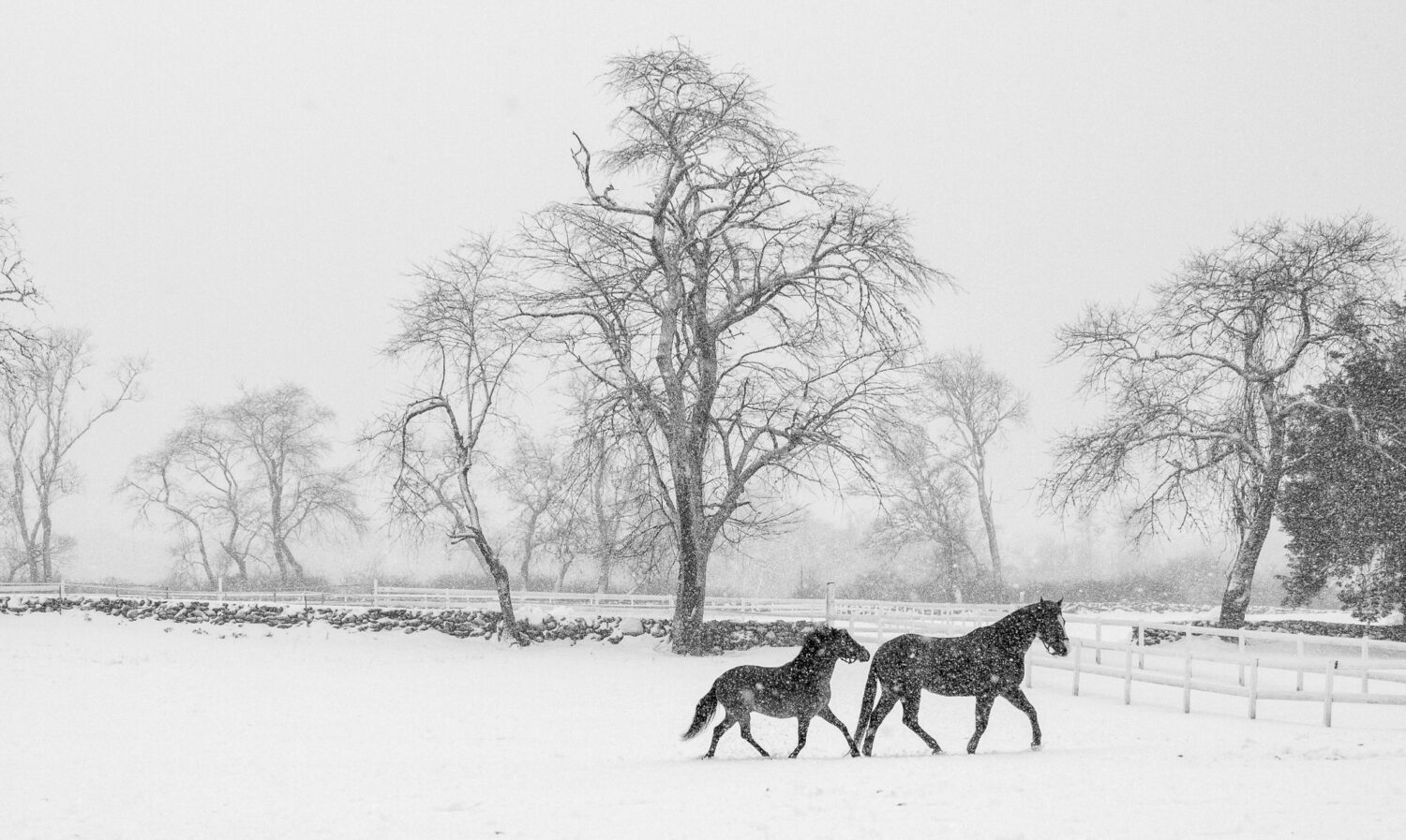 Winter Wonderland by Sarah Seaman, Photography