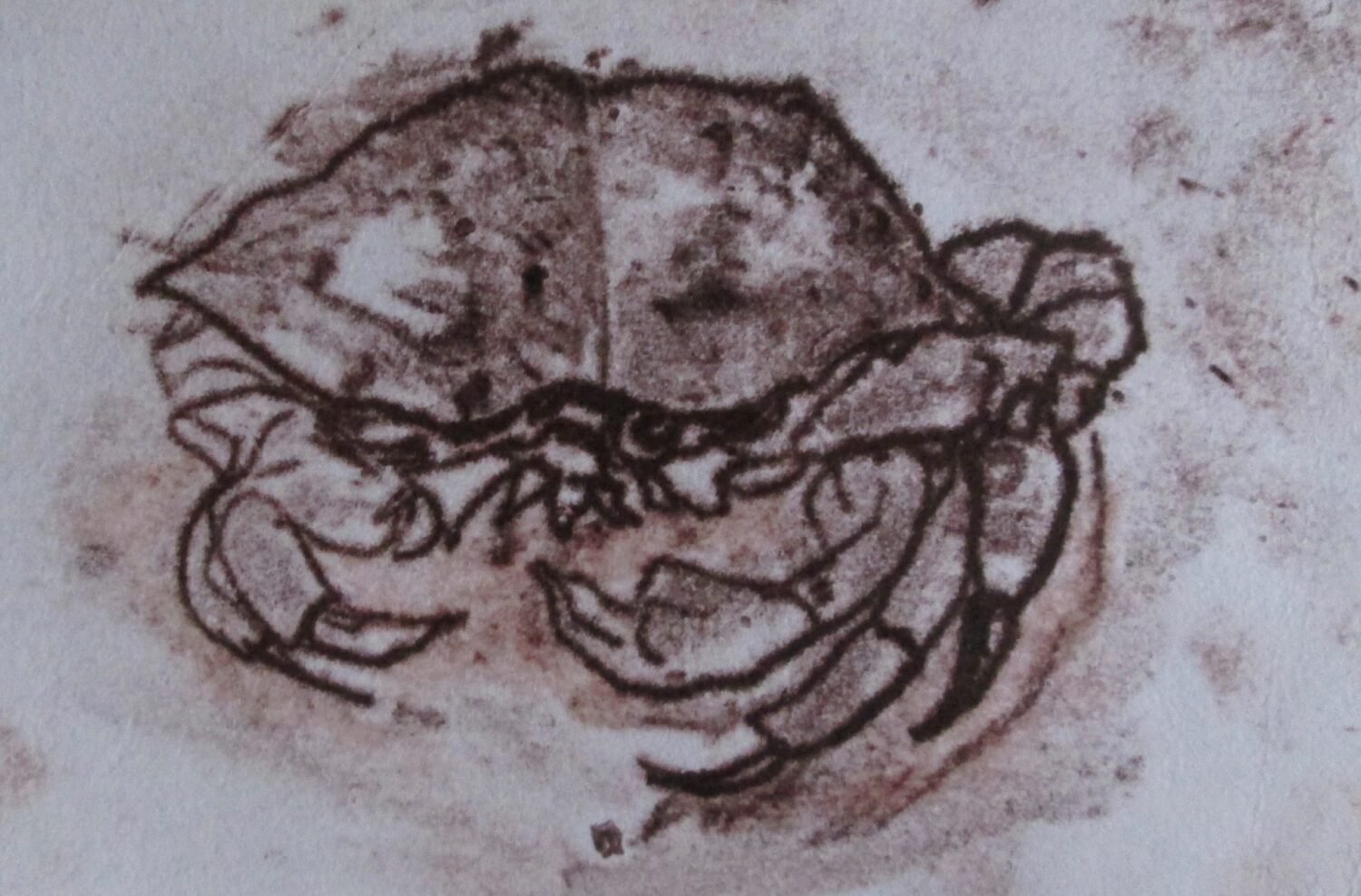 Crustacean by Suzanne Lewis Monoprint
