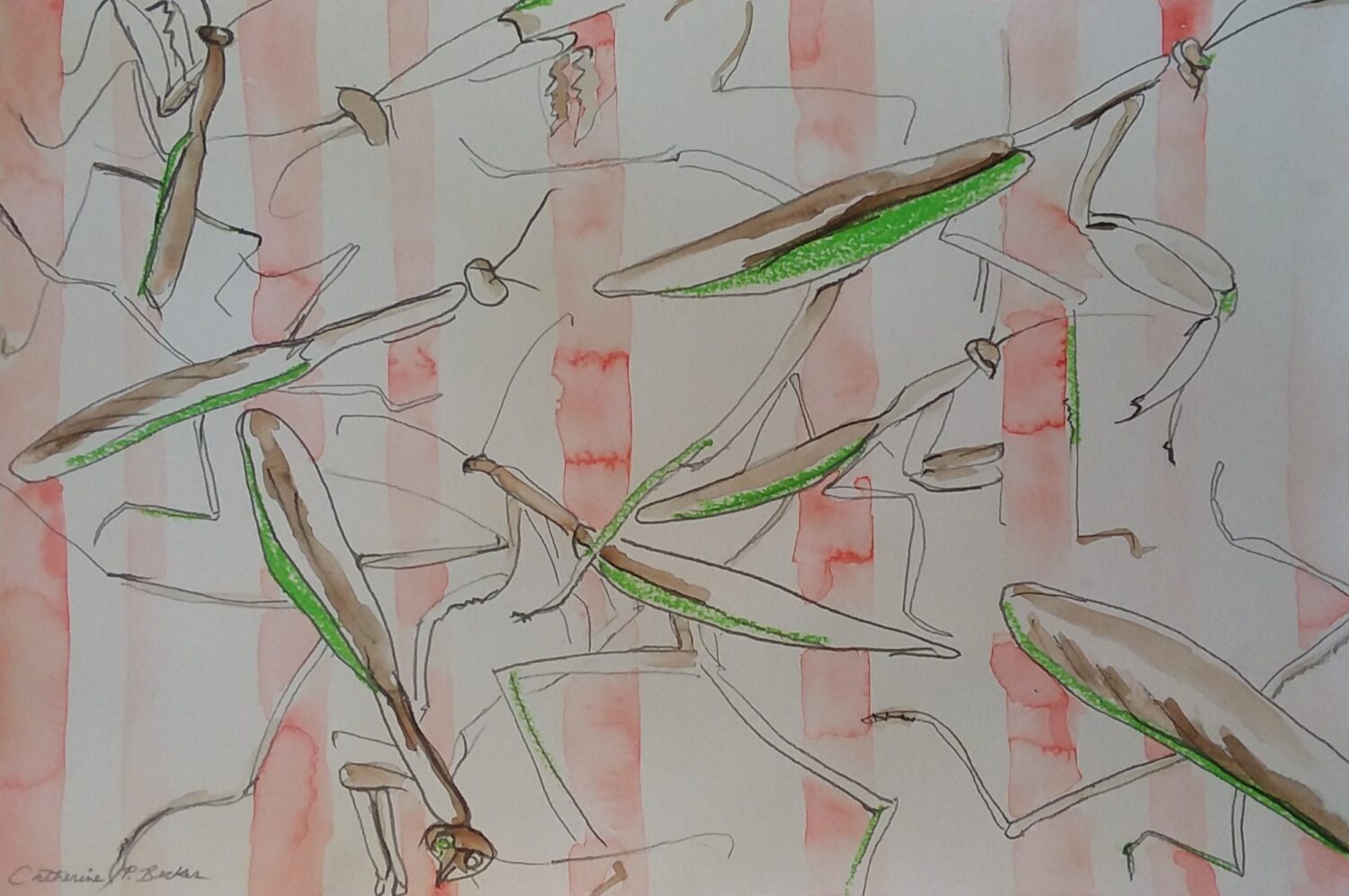 Praying Mantis by Catherine Becker Watercolor, Oil Pastel _ Graphite