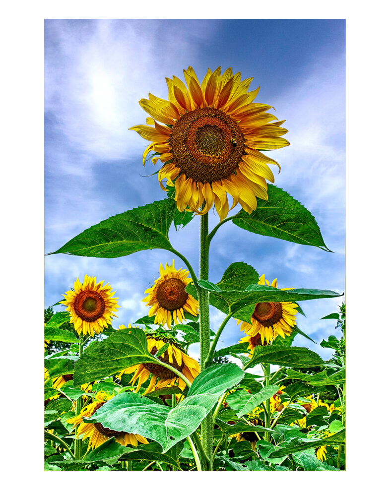The Sunflower by Jean Duffy – Photography