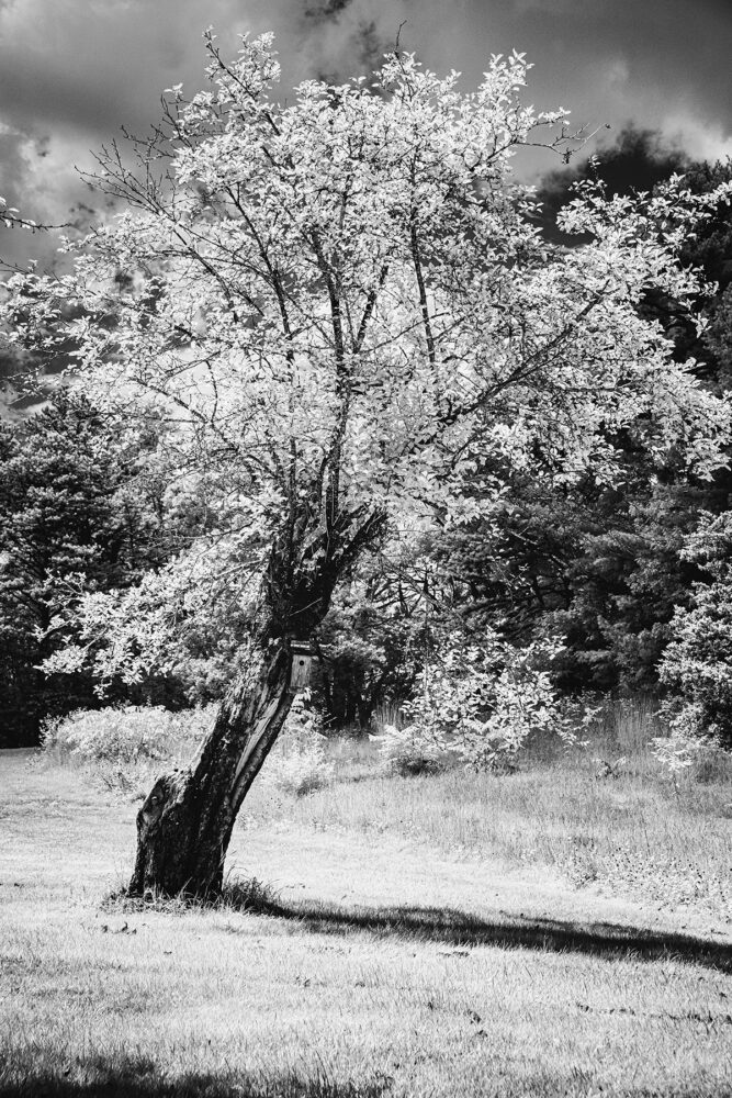 Arcadian Fields The Old Apple Tree Wilson