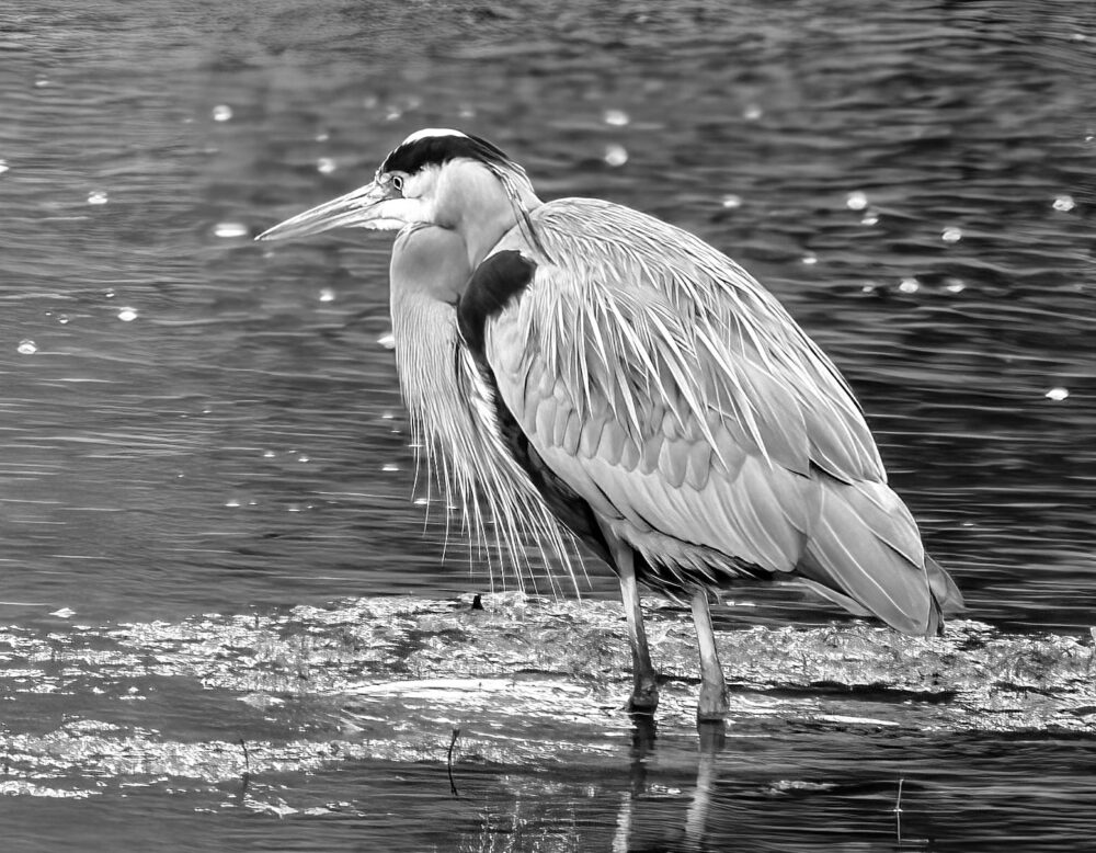 Carol Archambault "GBH"