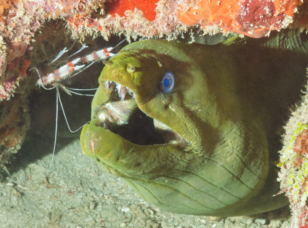John Hamilton "Moray and Friend"