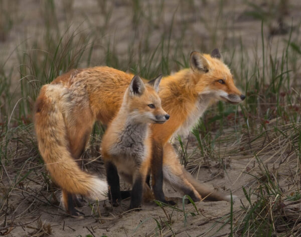 Carol Archambault "Good Mother"