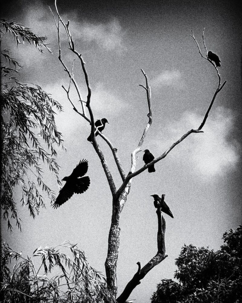 Marc Jaffe "The Birds"