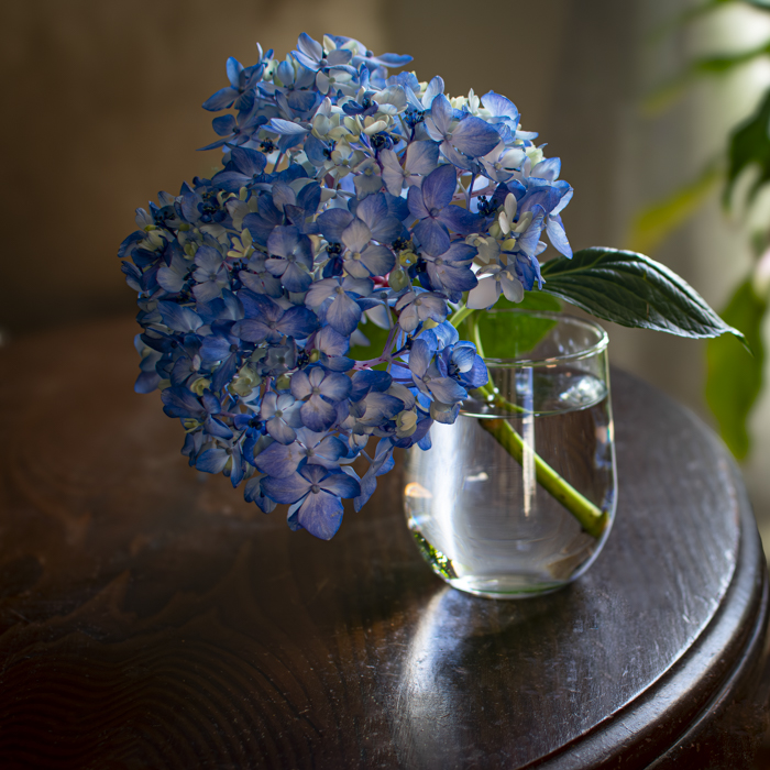 Thom Blackstone "The Flowers Jacque Left Behind"