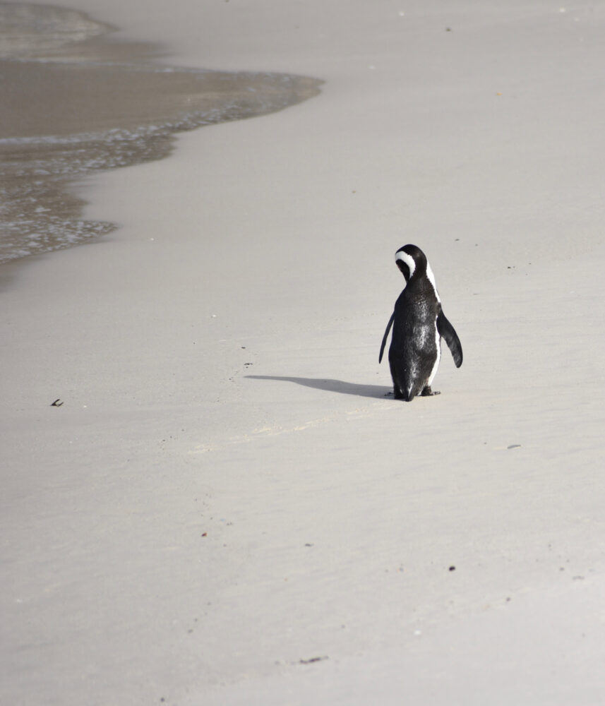 Laura Johnston "Endangered South African Penguin"