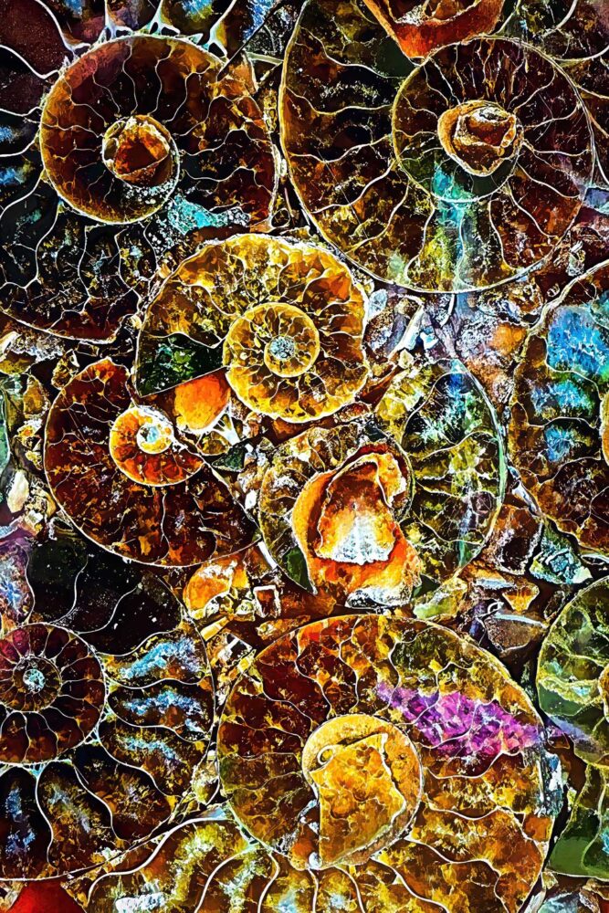 George Lowell "Ammonites"
