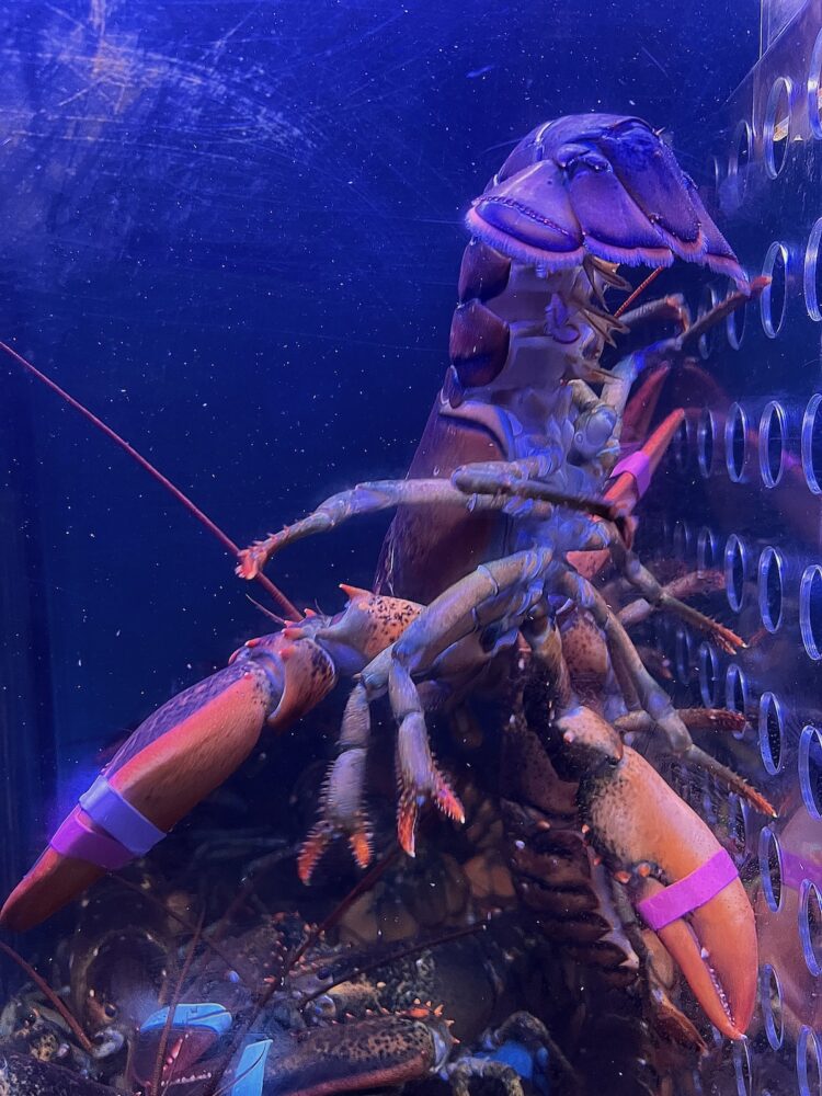 Bonnie Jaffe "Captive"