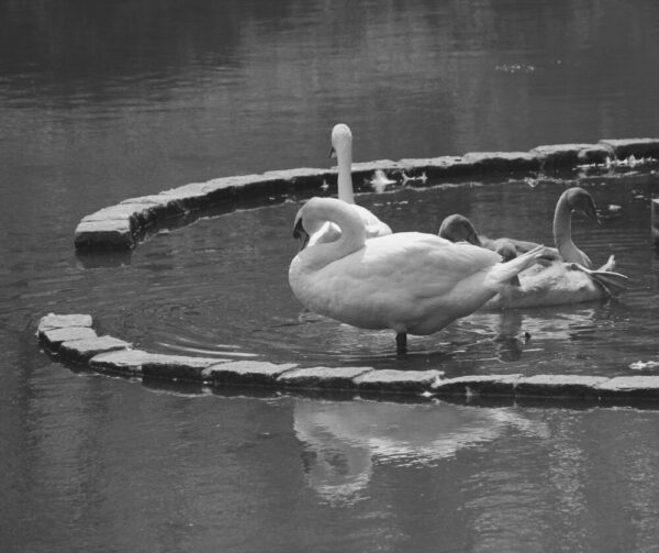 Ronald Joseph "Swans"
