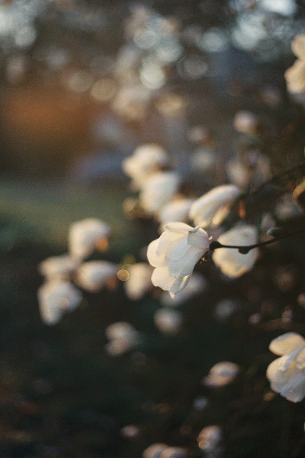 Hannah McCoy "Spring is Here"