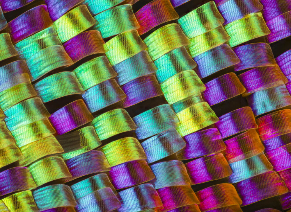 Henri Levesque "Natures Holiday Ribbons - Sunset Moth Scales At 400x"
