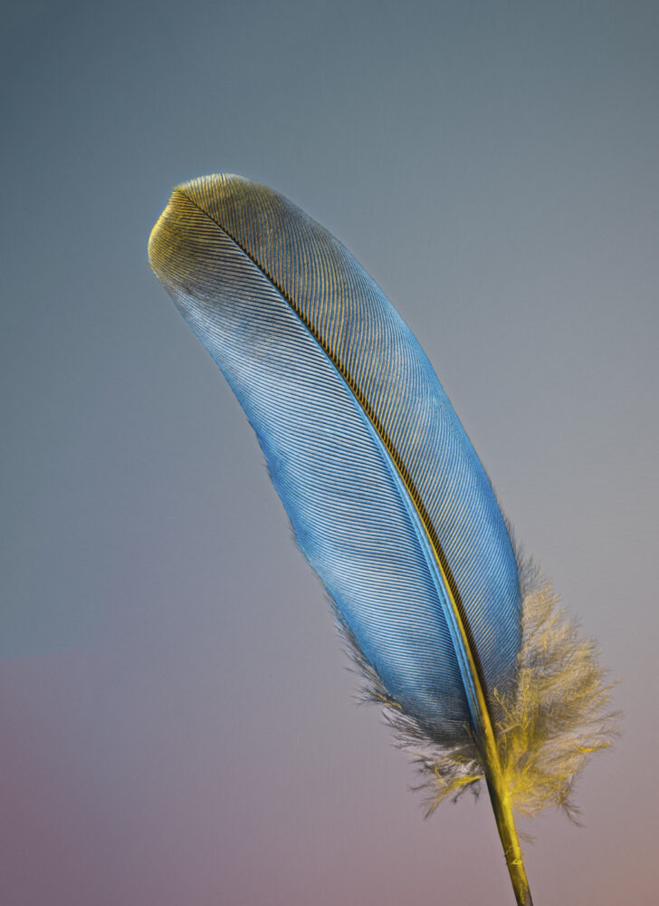 Henri Levesque "In The Raptor's Wake"