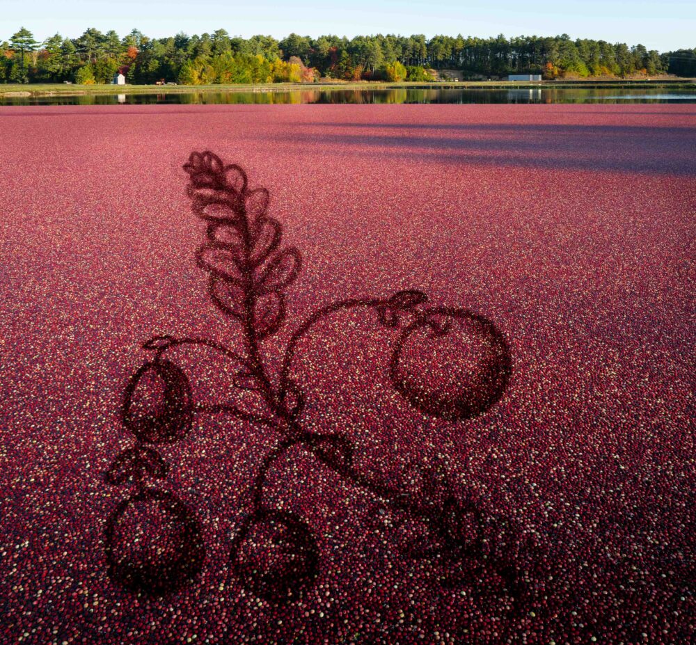 Meredith Albright "Harvest Upright"