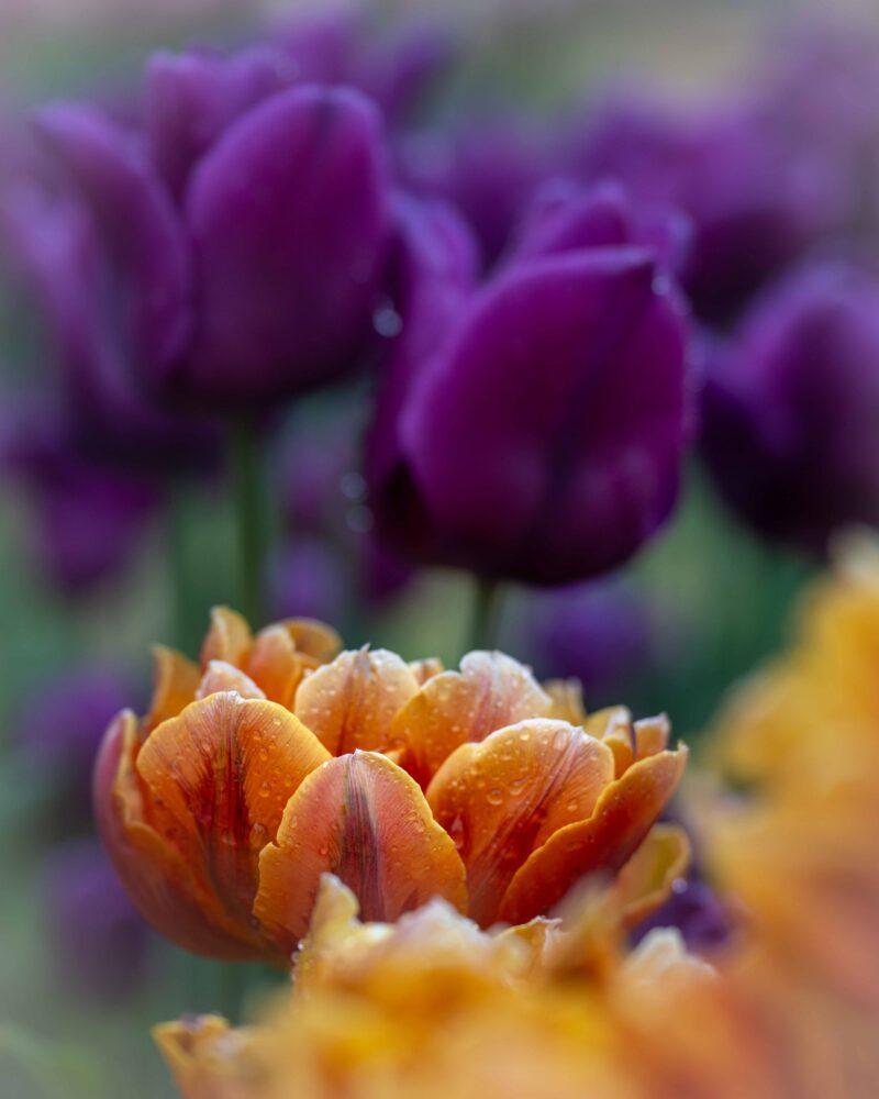 Meredith Albright "Harmony In Contrast"