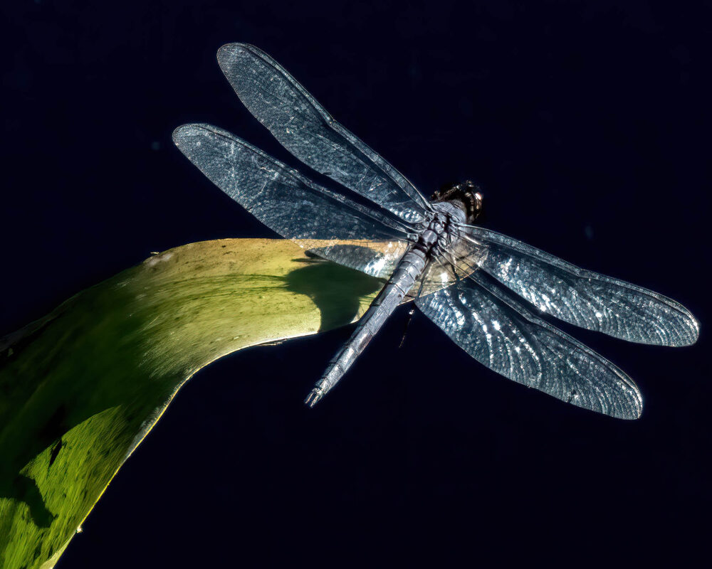 Carol Archambault "Dragonfly"