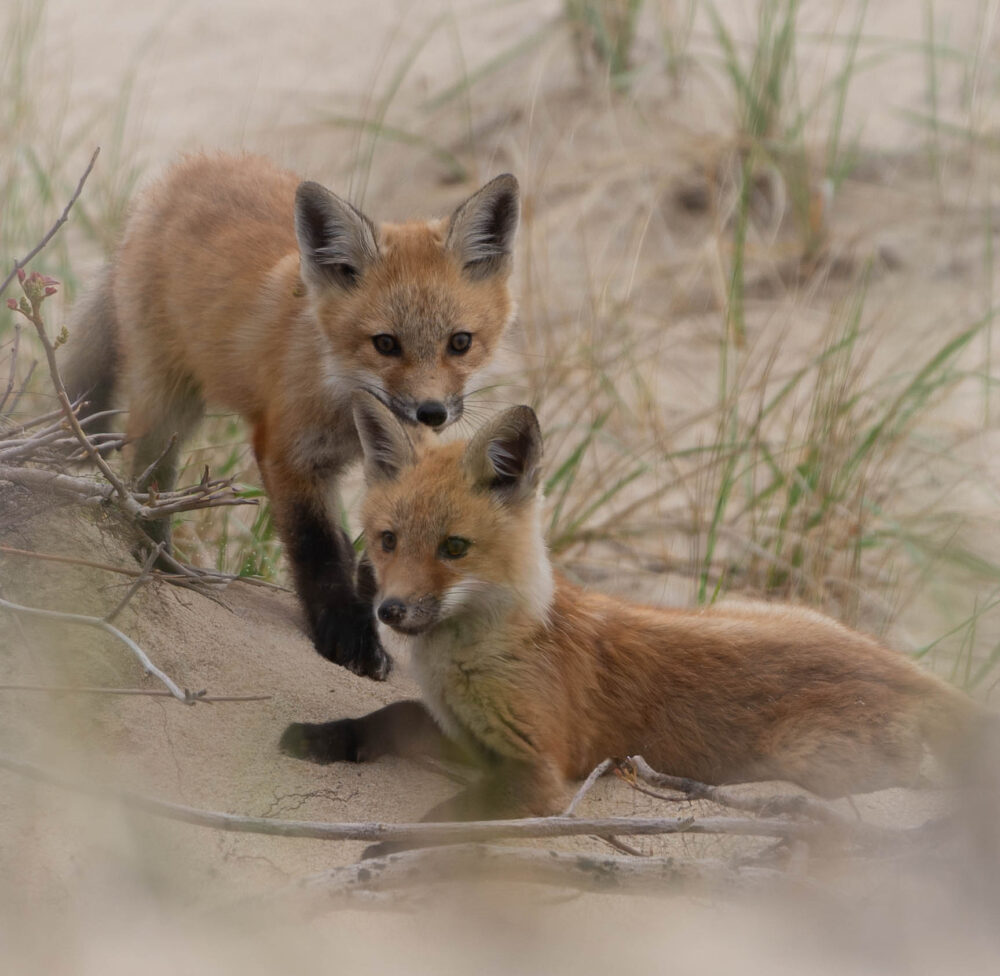 Carol Archambault "Fox Kits"