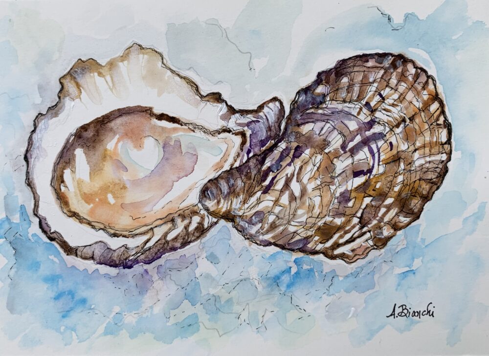 Ann Bianchi  "Rhode Island Oysters"