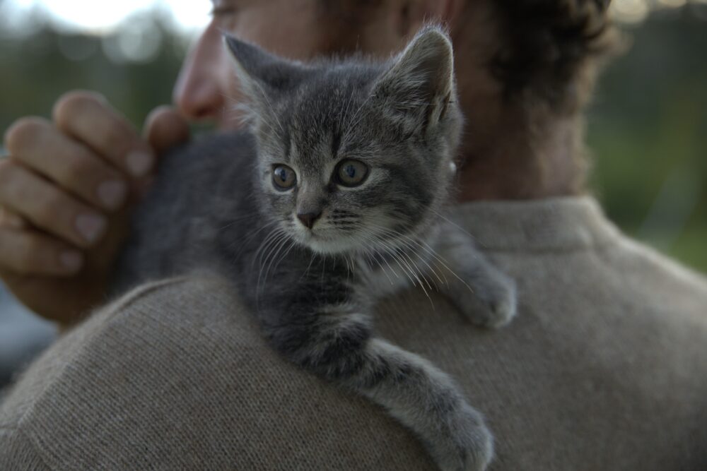 Meredith Brady "The Lighthouse Keeper's Kitten"