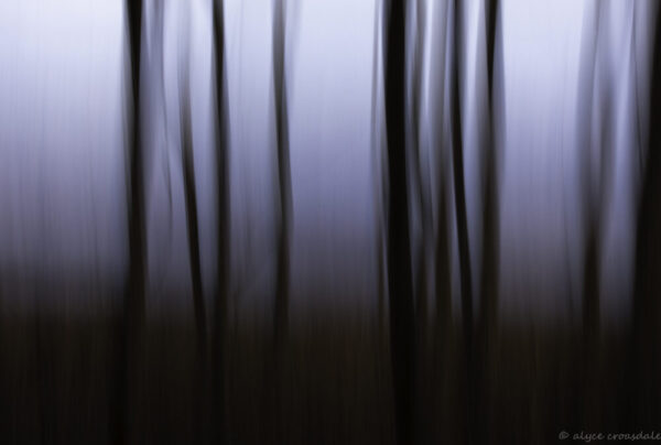 Alyce Croasdale "At Dusk the Reeds Begin to Sway"