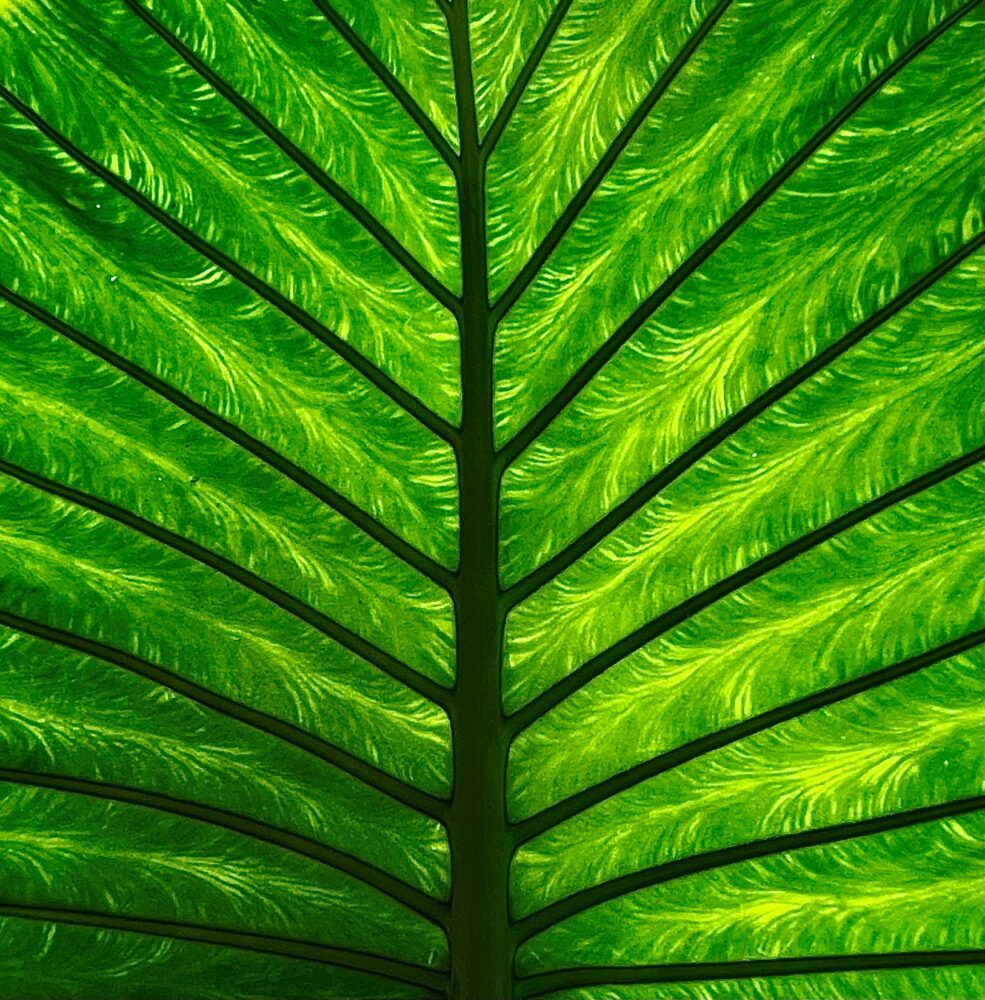 Christina Delage Baza "Veins of Life"