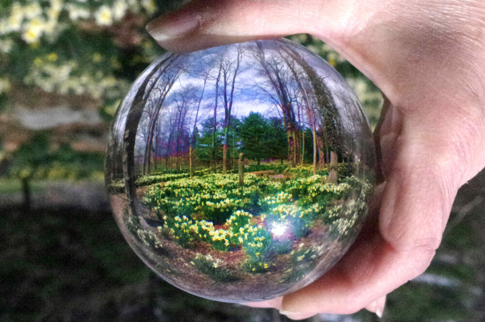 Robert DiMartino "At the Daffodil Ball"