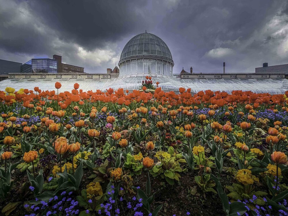 Michael Donatello "Tulips in Belfast"