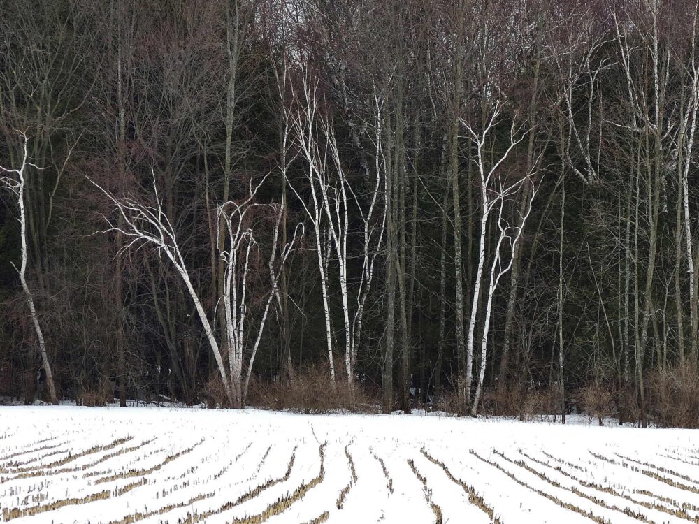 Ruth Hauzinger "Into the Woods"