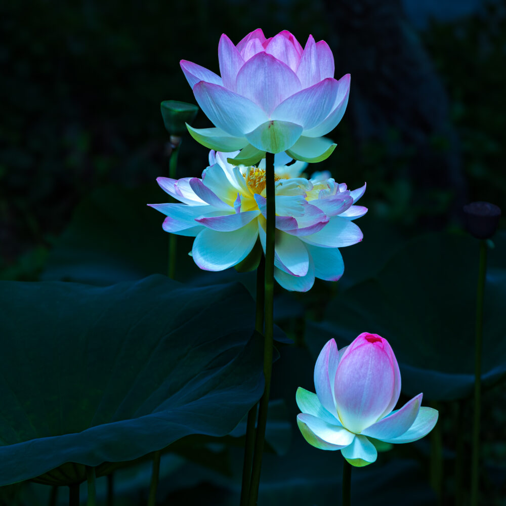 John Heller "Water Lillies"
