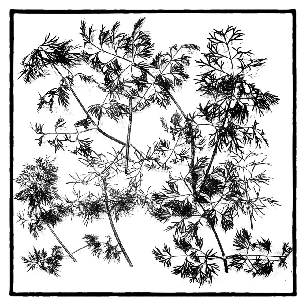"Dill"