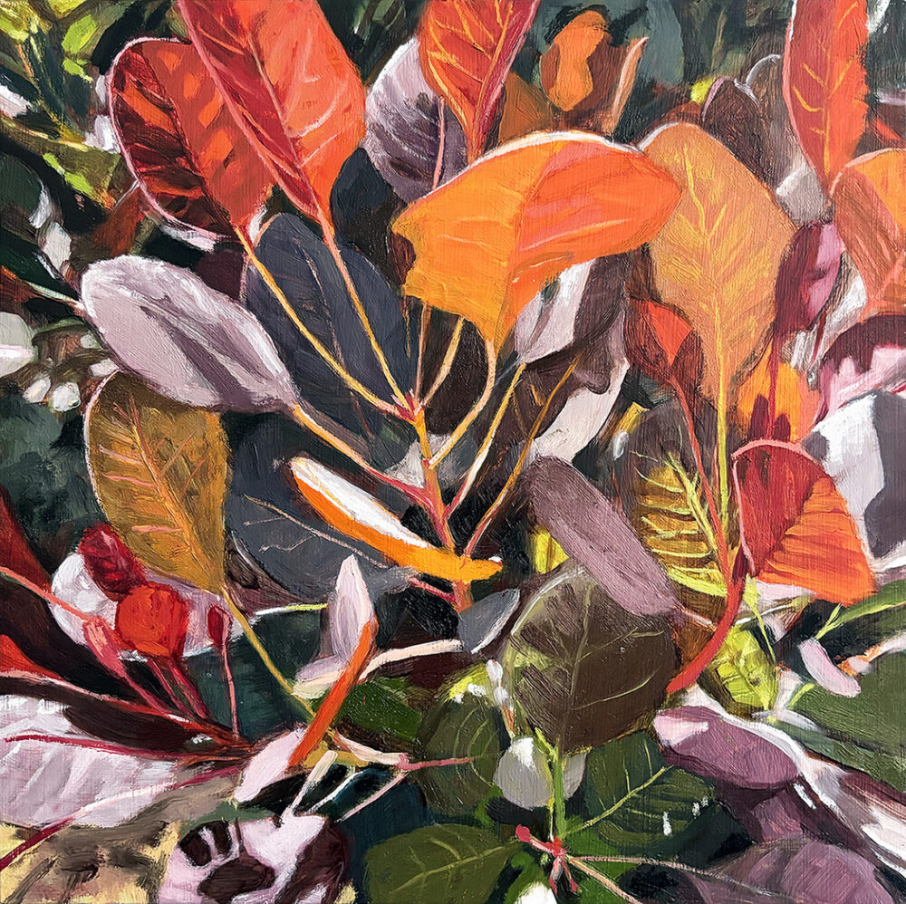 Alicia Jarchow "Black Smokebush"